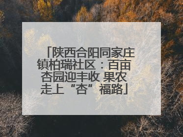 陕西合阳同家庄镇柏瑞社区：百亩杏园迎丰收 果农走上“杏”福路