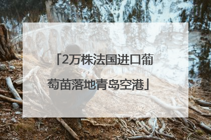 2万株法国进口葡萄苗落地青岛空港