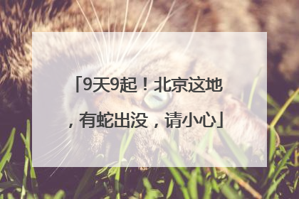 9天9起！北京这地，有蛇出没，请小心